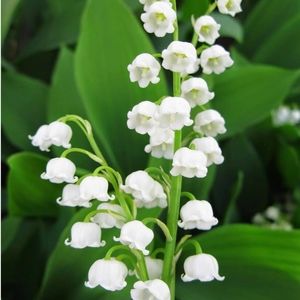 Meet your Posher, Caryn